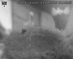 Capi_Dubne_20260803_211503.jpg
