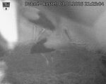 Capi_Dubne_20260803_212504.jpg