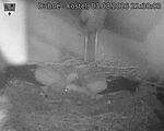 Capi_Dubne_20260803_213003.jpg