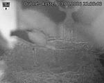 Capi_Dubne_20260803_213503.jpg