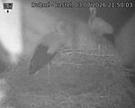 Capi_Dubne_20260803_215003.jpg