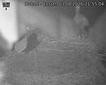 Capi_Dubne_20260803_215504.jpg