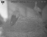 Capi_Dubne_20260803_220003.jpg