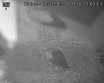 Capi_Dubne_20260803_220503.jpg