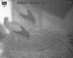 Capi_Dubne_20260803_221503.jpg