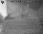 Capi_Dubne_20260803_223503.jpg