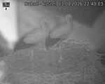 Capi_Dubne_20260803_224003.jpg