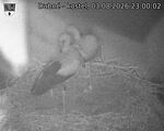 Capi_Dubne_20260803_230002.jpg