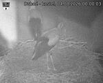 Capi_Dubne_20260804_000003.jpg