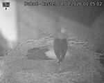 Capi_Dubne_20260804_010502.jpg