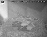 Capi_Dubne_20260804_012002.jpg