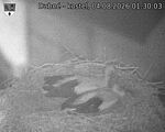 Capi_Dubne_20260804_013003.jpg