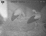 Capi_Dubne_20260804_014002.jpg