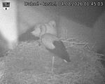 Capi_Dubne_20260804_014503.jpg