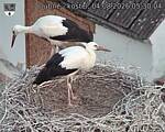 Capi_Dubne_20260804_053004.jpg