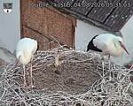 Capi_Dubne_20260804_053503.jpg