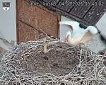 Capi_Dubne_20260804_054002.jpg