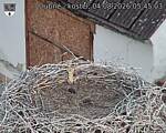 Capi_Dubne_20260804_054503.jpg