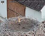 Capi_Dubne_20260804_055004.jpg
