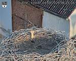 Capi_Dubne_20260804_062504.jpg