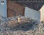 Capi_Dubne_20260804_063504.jpg