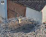 Capi_Dubne_20260804_064004.jpg