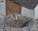 Capi_Dubne_20260804_073003.jpg
