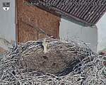 Capi_Dubne_20260804_073504.jpg