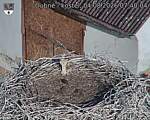 Capi_Dubne_20260804_074004.jpg