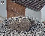 Capi_Dubne_20260804_074504.jpg