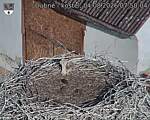 Capi_Dubne_20260804_075004.jpg
