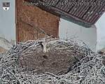 Capi_Dubne_20260804_080502.jpg