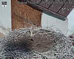 Capi_Dubne_20260804_085504.jpg