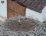 Capi_Dubne_20260804_095004.jpg