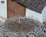 Capi_Dubne_20260804_100002.jpg