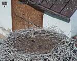 Capi_Dubne_20260804_100504.jpg