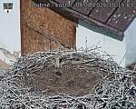 Capi_Dubne_20260804_101503.jpg