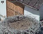 Capi_Dubne_20260804_134502.jpg