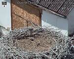 Capi_Dubne_20260804_143004.jpg