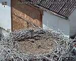 Capi_Dubne_20260804_145502.jpg