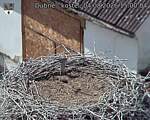 Capi_Dubne_20260804_150004.jpg