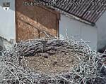 Capi_Dubne_20260804_150504.jpg