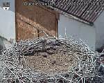 Capi_Dubne_20260804_151003.jpg
