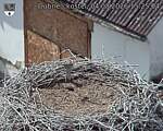 Capi_Dubne_20260804_152504.jpg