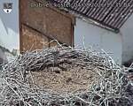 Capi_Dubne_20260804_153504.jpg