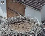 Capi_Dubne_20260804_154003.jpg