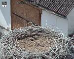 Capi_Dubne_20260804_154504.jpg