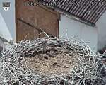Capi_Dubne_20260804_155004.jpg