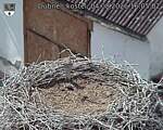 Capi_Dubne_20260804_160502.jpg