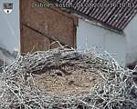 Capi_Dubne_20260804_161003.jpg